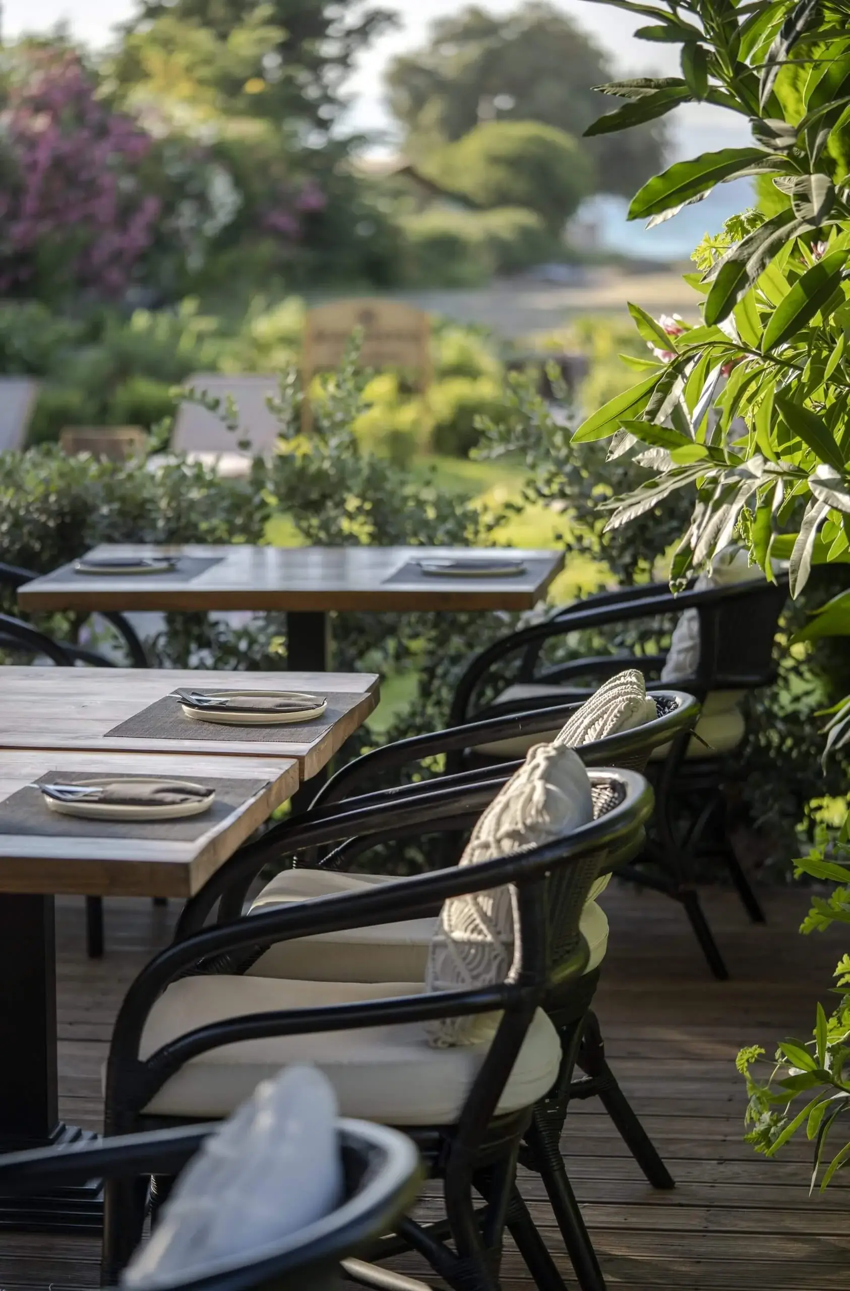 The vine-shaded dining terrace at Mariposa in late-afternoon light, Theologos, Rhodes