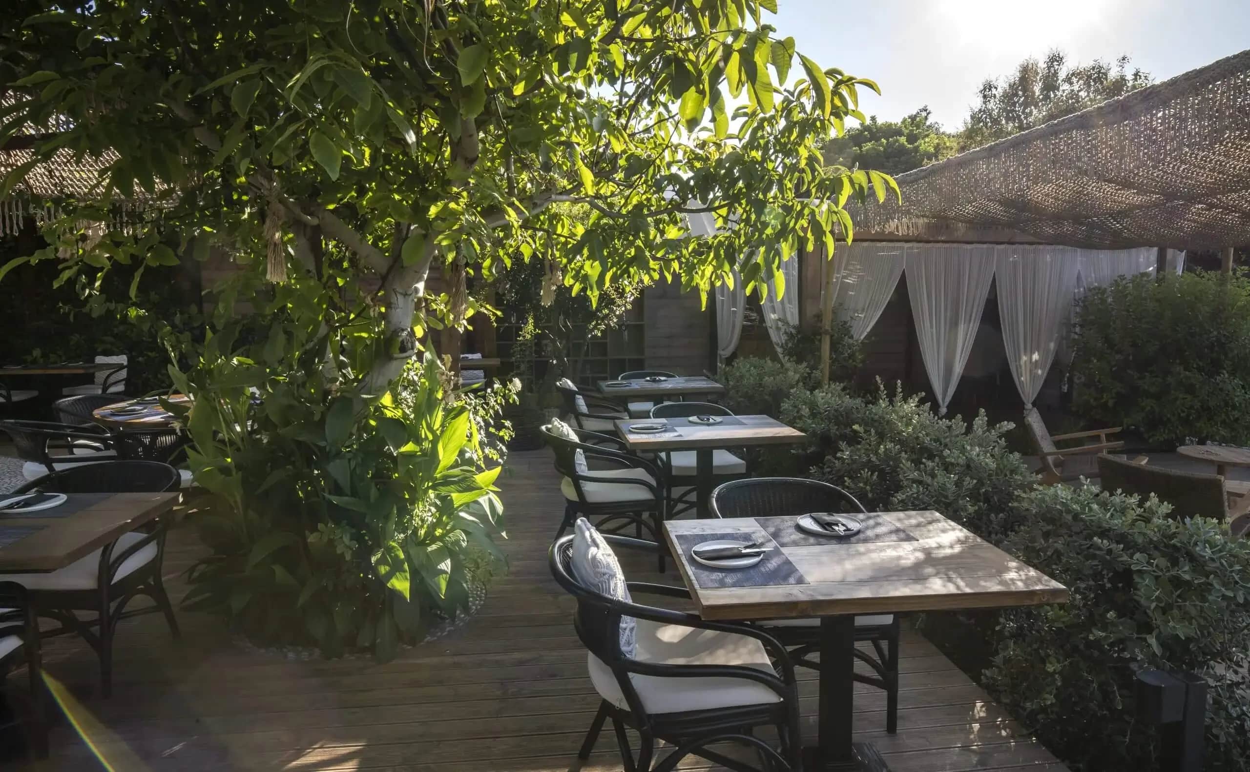 The vine-shaded terrace in late-afternoon light