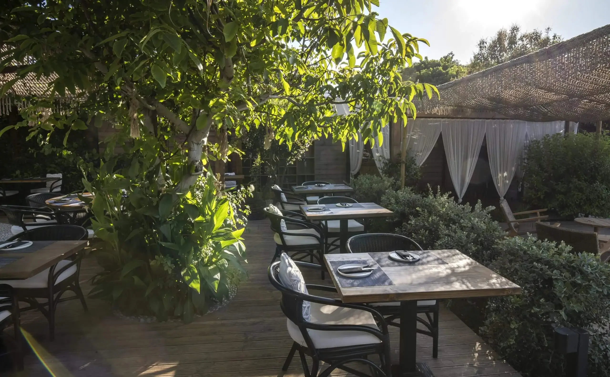 The vine-shaded terrace in late-afternoon light